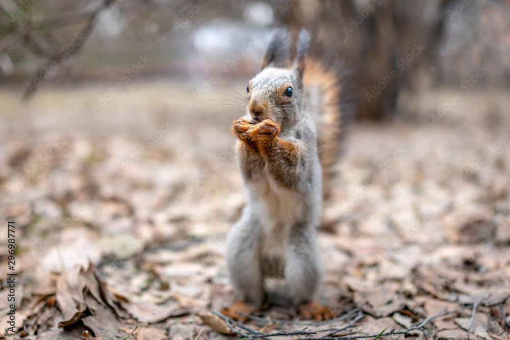 Obraz premium Squirrel eats nuts on fallen leaves in autumn.