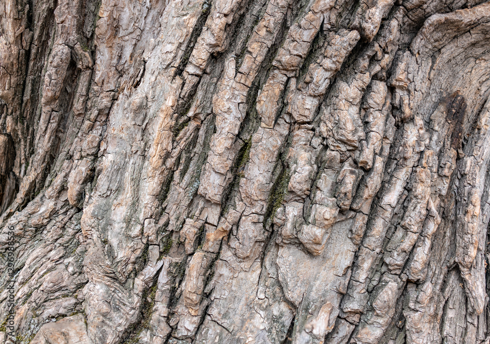 Obraz premium The bark of an old tree. Larch bark.