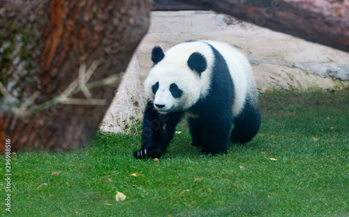 Giant Panda bear. It is a mammal of the bear family with a peculiar black-and-white coat color. The big Panda is found only in the mountain forests of several Western provinces of China.