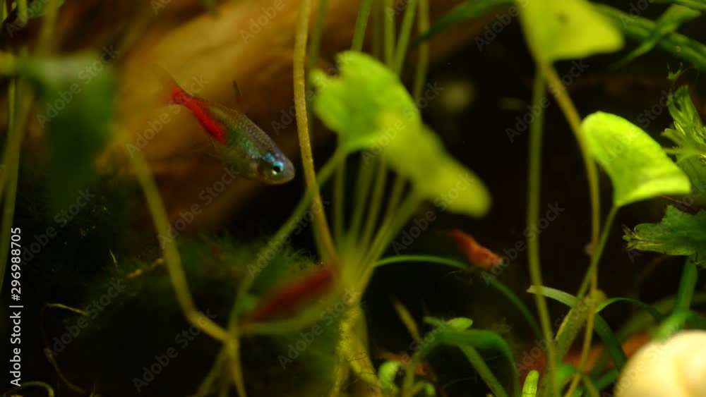 Fish and red shrimp swim among the green algae in the aquarium with bubbles. Fish and red shrimp swim among the green algae in the aquarium with bubbles.
