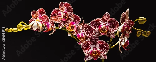 Panel kuchenny z motywem Falenopsis,  ćmówka, Phalaenopsis multiflora roślina z rodziny storczykowatych, orchidea, storczyk