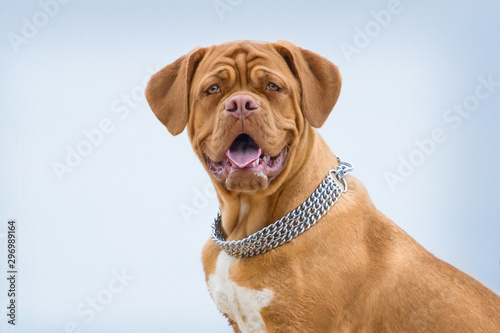 Puppy of Dogue de Bordeaux posing Outdoors