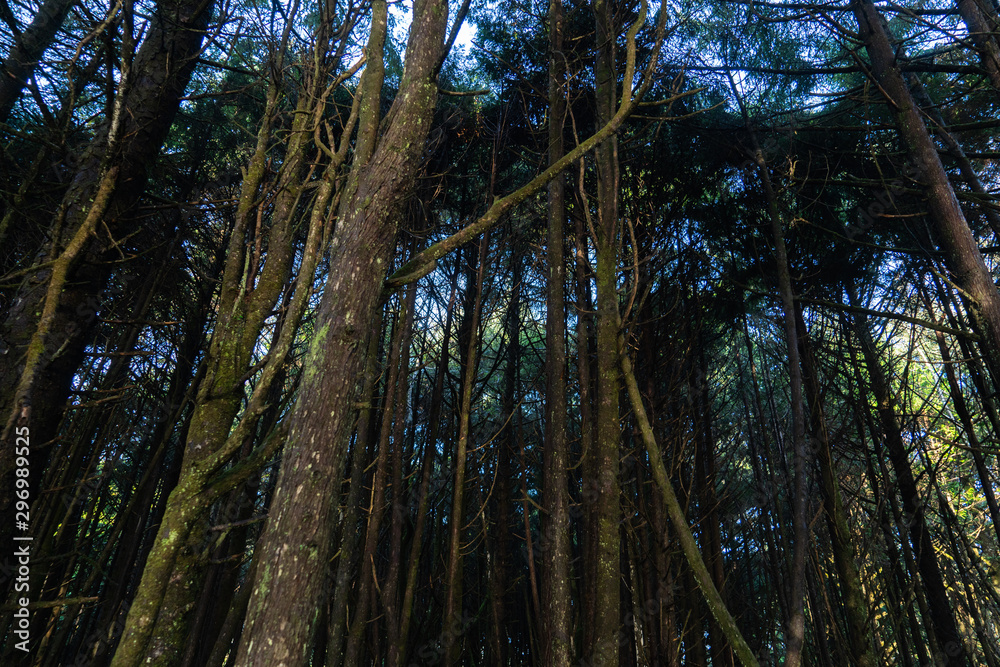 Fototapeta premium trees in the forest