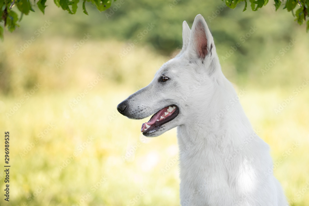 Young white swiss shepherd dog poses in summer