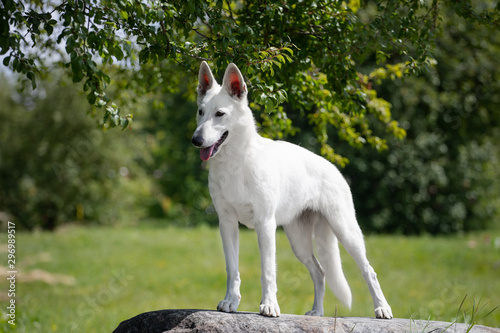 Young white swiss shepherd dog poses in summer © Vera Reva