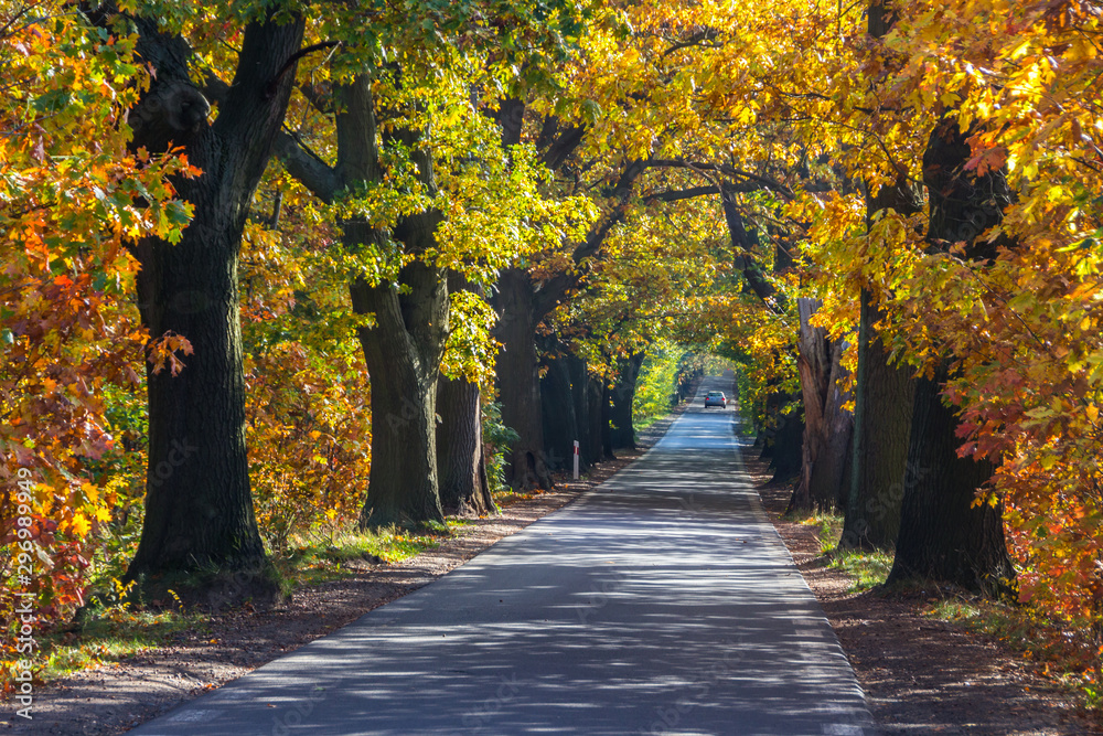 forest road among colorful autumn trees