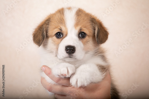 Adorable puppy Welsh Corgi Pembroke posing in the hands of the owner