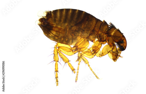 Flea flea - Pulex isolated on a clear white background. parasite of humans and animals. photo taken with the use of a microscope.  photo