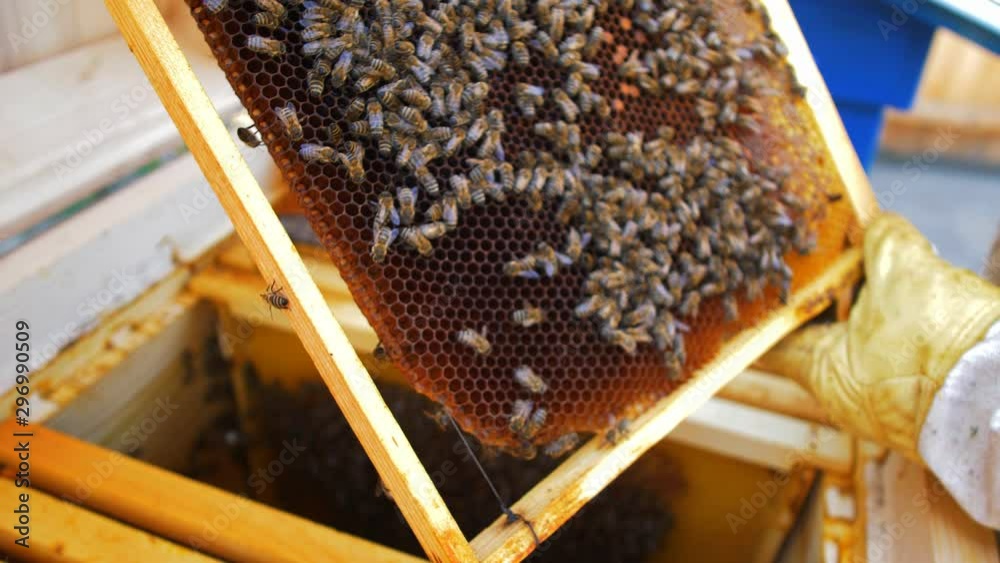 Beekeeper holding a honeycomb full of bees 4k 60p Beekeeper holding a honeycomb full of bees 4k 60p