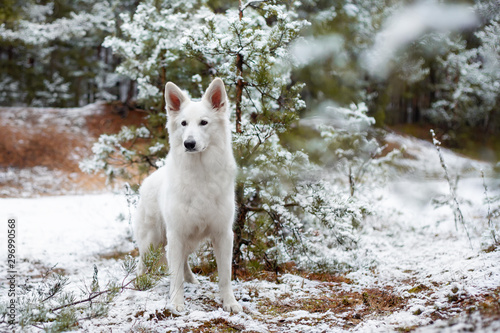 Adorable young White Swiss shepherd dog posing in winter outdoors