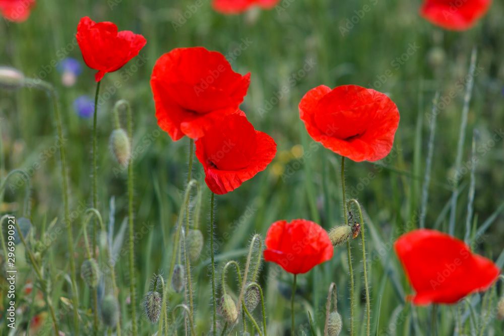 Fototapeta premium Flowers Red poppies and blue cornflowers blossom on wild field.