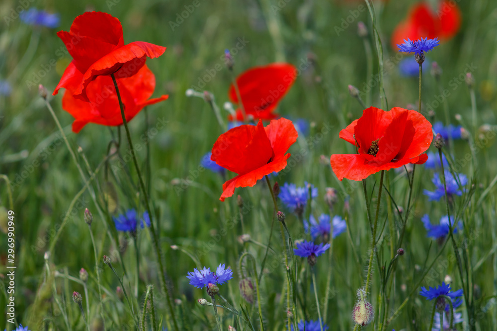 Flowers Red poppies and blue cornflowers blossom on wild field. Flowers Red poppies and blue cornflowers blossom on wild field.