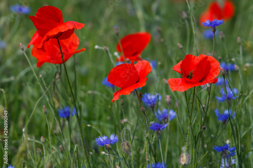 Flowers Red poppies and blue cornflowers blossom on wild field.