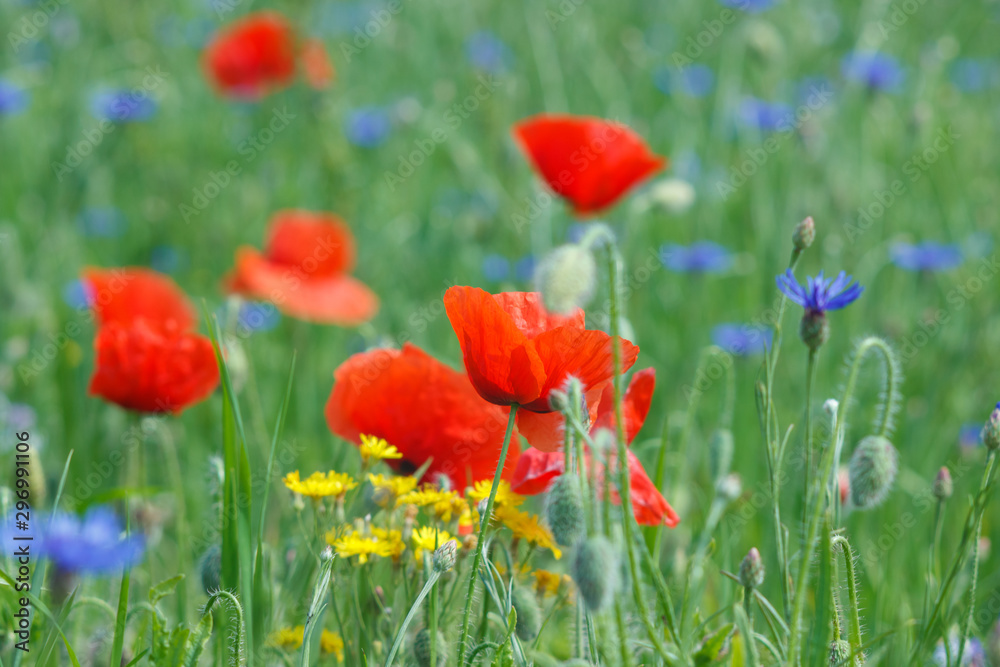 Fototapeta premium Flowers Red poppies and blue cornflowers blossom on wild field.