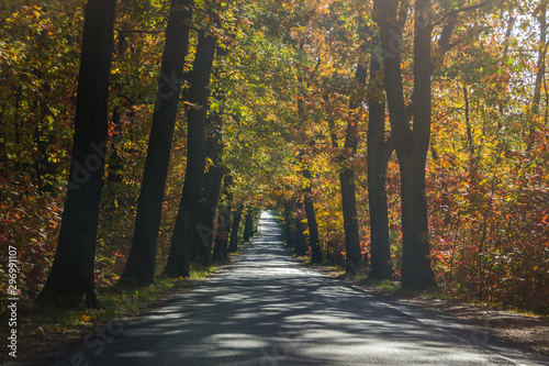 forest road among colorful autumn trees