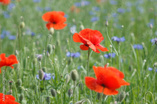 Fototapeta Naklejka Na Ścianę i Meble -  Flowers Red poppies and blue cornflowers blossom on wild field.