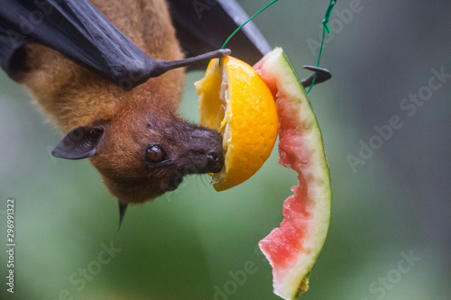 Closeup portrait of male fruit bat also known as flying fox hanging upside and down eating juicy orange and watermelon
