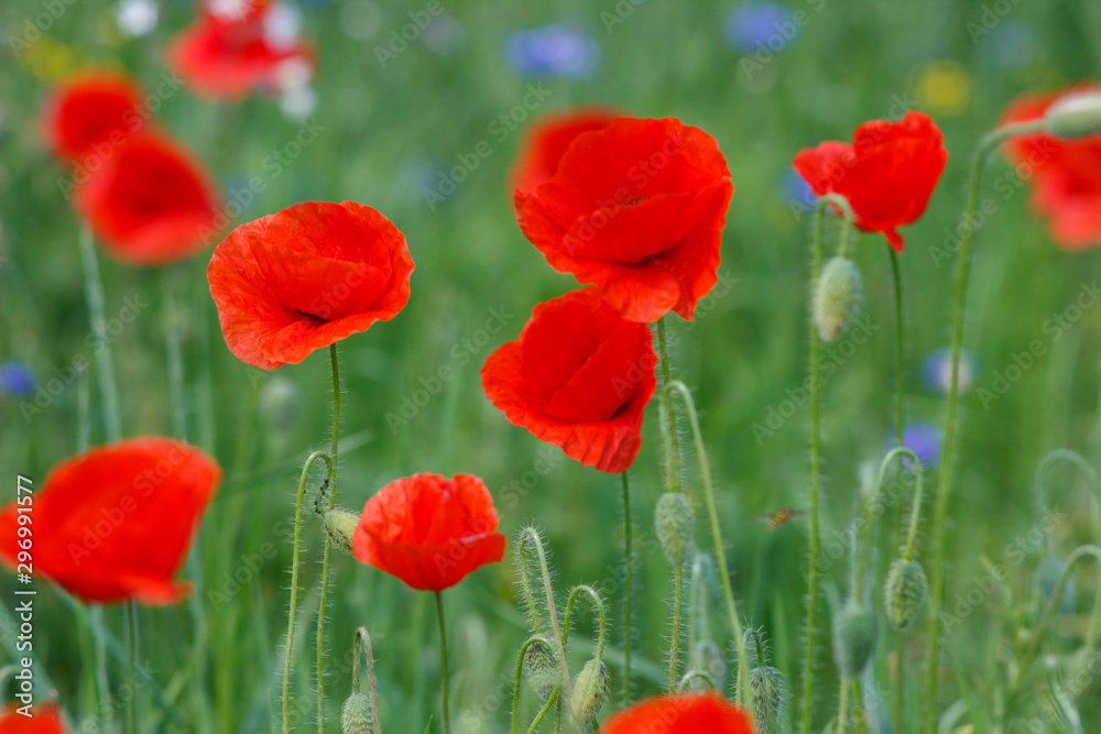 Fototapeta premium Flowers Red poppies and blue cornflowers blossom on wild field.