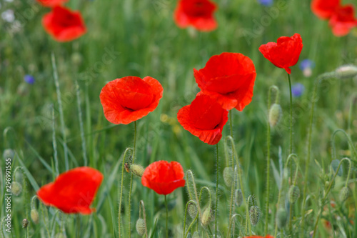 Flowers Red poppies and blue cornflowers blossom on wild field.