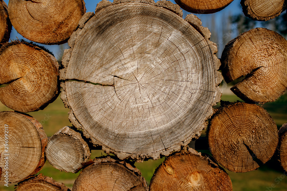 background in the form of a stump texture, a cut of a tree background in the form of a stump texture, a cut of a tree