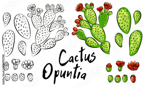 Set of banners with hand drawn prickly pear, sketch style vector illustration isolated on white background. Wild floral exotic tropical plant. Black and white of Opuntia ficus-indica