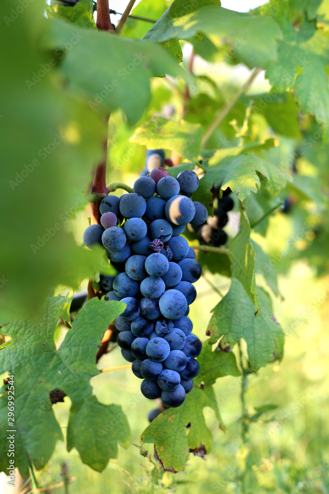 Black grape hanging on the branch in the summer day. Harvest time. Wine production.