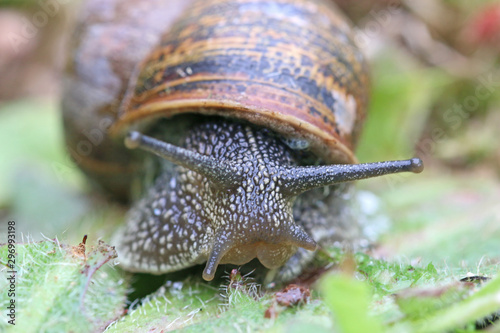 Close up of a garden snail