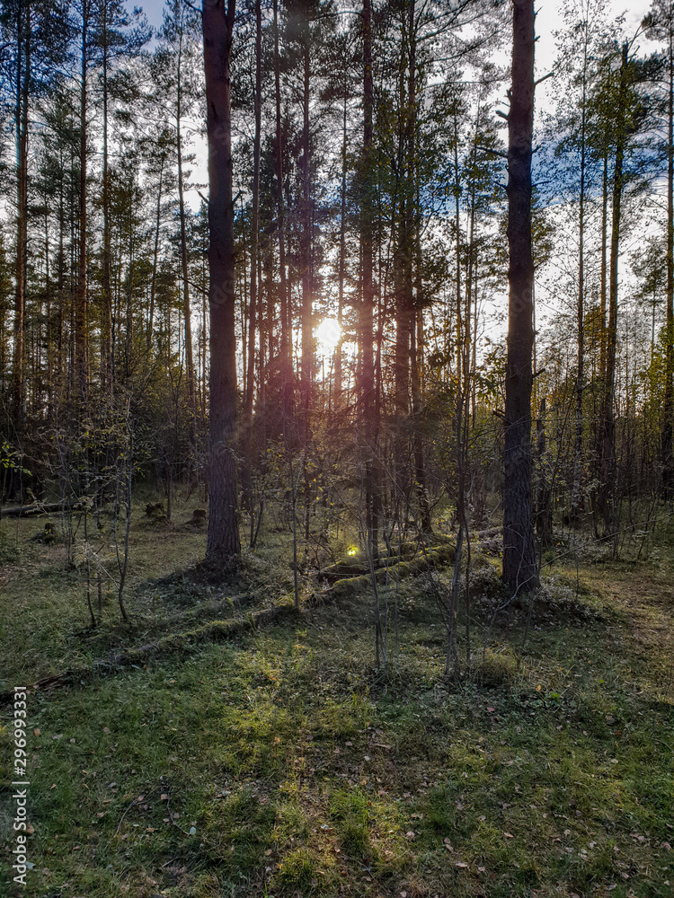 Fototapeta premium Forest in autumn
