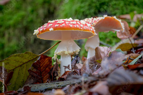 Two fly agaric on the forest floor with autumnal foliage