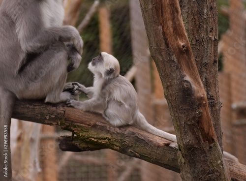 Baby monkey asking something to his mom