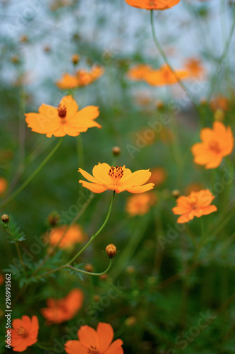 orange wild flower green grass blurred background © Armando Prieto