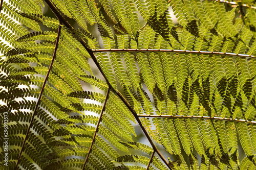 Green ferns covering the view