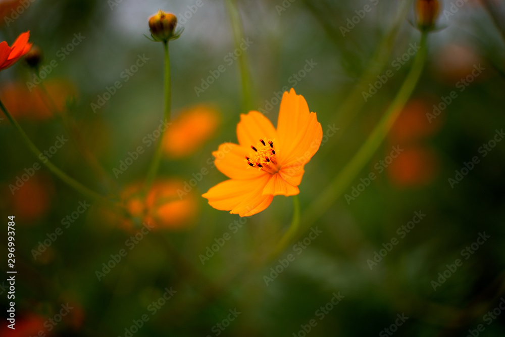 orange wild flower green grass blurred background orange wild flower green grass blurred background