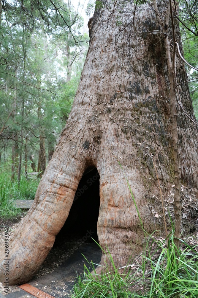 Obraz premium Valley of the Giants Tree Top Walk in Western Australia