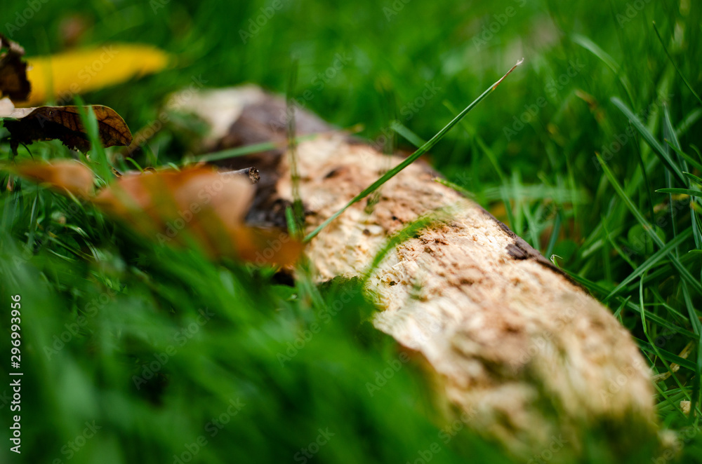 Obraz premium autumn tree