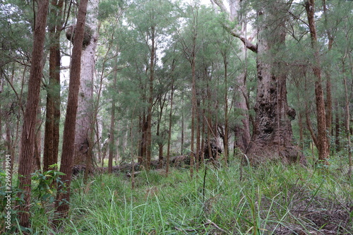 Valley of the Giants Tree Top Walk in Western Australia