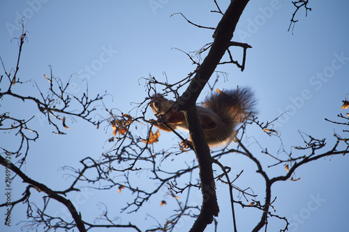 Red squirrel sits on a tree branch against the blue sky photo