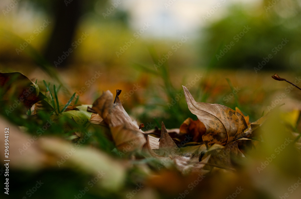 Obraz premium autumn leaf