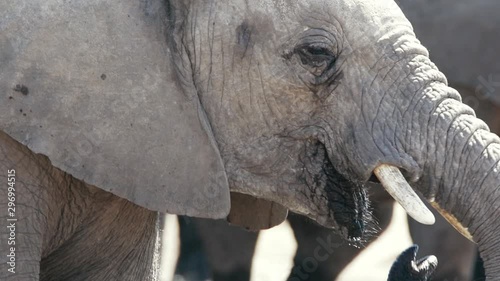 Éléphant au parc national d'etosha en namibie, afrique photo