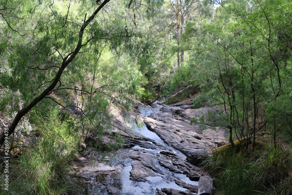 The Greater Beedelup Nationalpark, Pemberton Western Australia The Greater Beedelup Nationalpark, Pemberton Western Australia