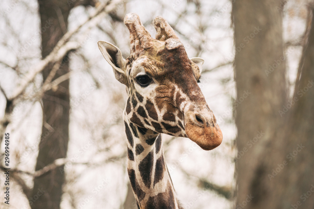 Portrait of a young male Reticulated Giraffe, Giraffa camelopardalis reticulata. Close up portrait of Masai giraffe. Giraffe head detail Portrait of a young male Reticulated Giraffe, Giraffa camelopardalis reticulata. Close up portrait of Masai giraffe. Giraffe head detail