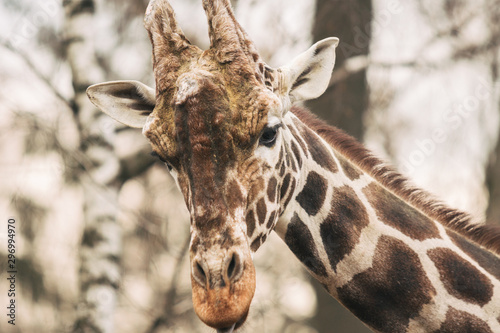 Fototapeta Naklejka Na Ścianę i Meble -  Portrait of a young male Reticulated Giraffe, Giraffa camelopardalis reticulata. Close up portrait of Masai giraffe. Giraffe head detail