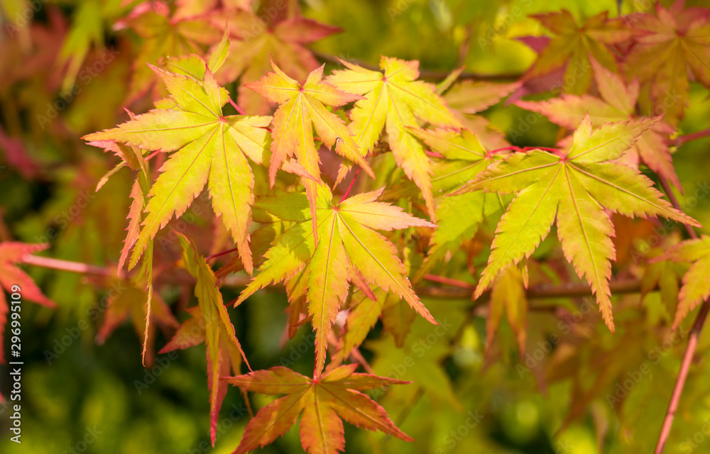 maple leaves acer palmatum maple leaves acer palmatum