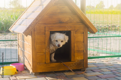 Beautiful white pooch dog in the booth on a sunny day. House for an animal. Selective focus