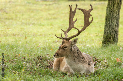 Fotografie fallow dee stag resting in green field