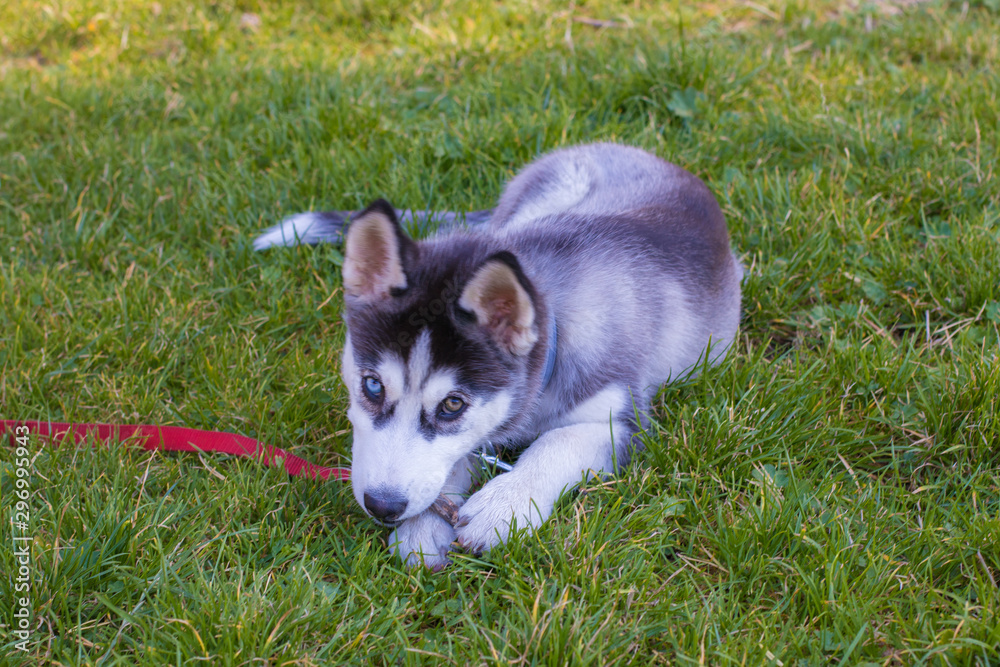 Real husky puppy dog playing in green garden outside. Real husky puppy dog playing in green garden outside.