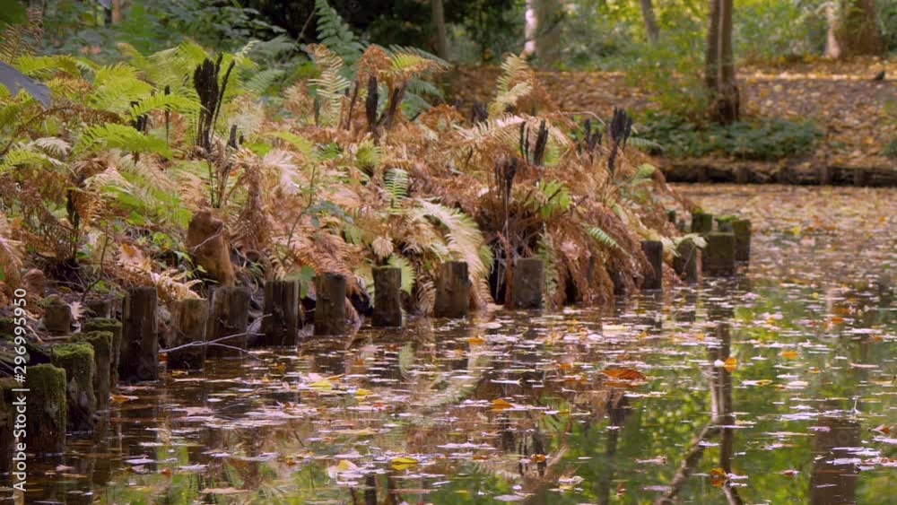 Fern, Wooden Posts And Many Fallen Leaves In The Water At The Lakeside In Autumn, Pan Shot Fern, Wooden Posts And Many Fallen Leaves In The Water At The Lakeside In Autumn, Pan Shot