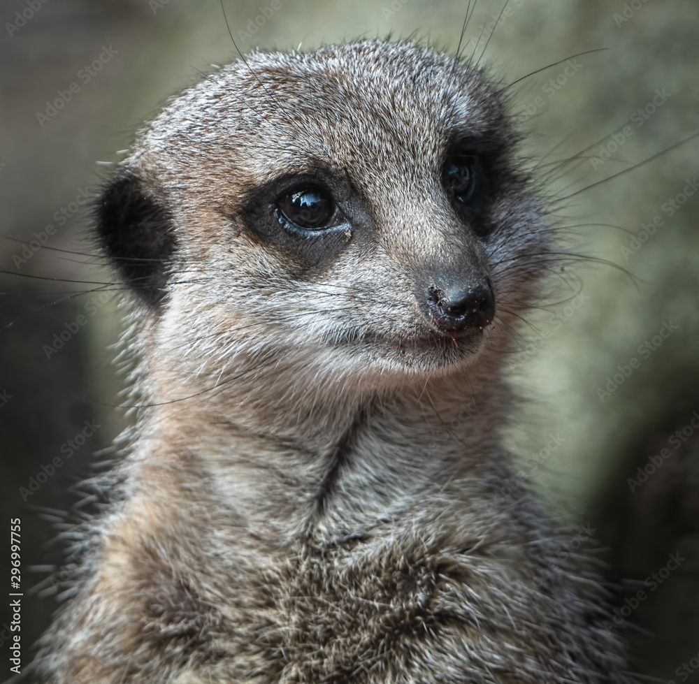 Close-up portrait photo of a meerkat on guard duty. Close-up portrait photo of a meerkat on guard duty.