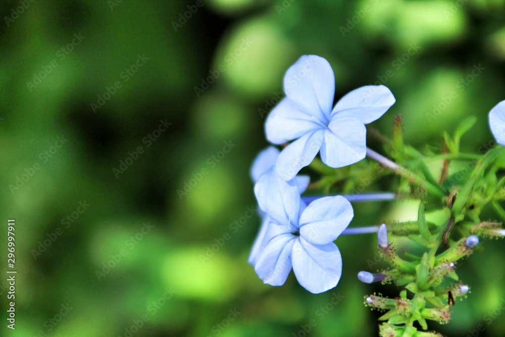 Plumbago Auriculata Capensis in the garden Plumbago Auriculata Capensis in the garden