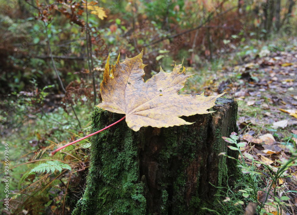 Fototapeta premium Golden autumn